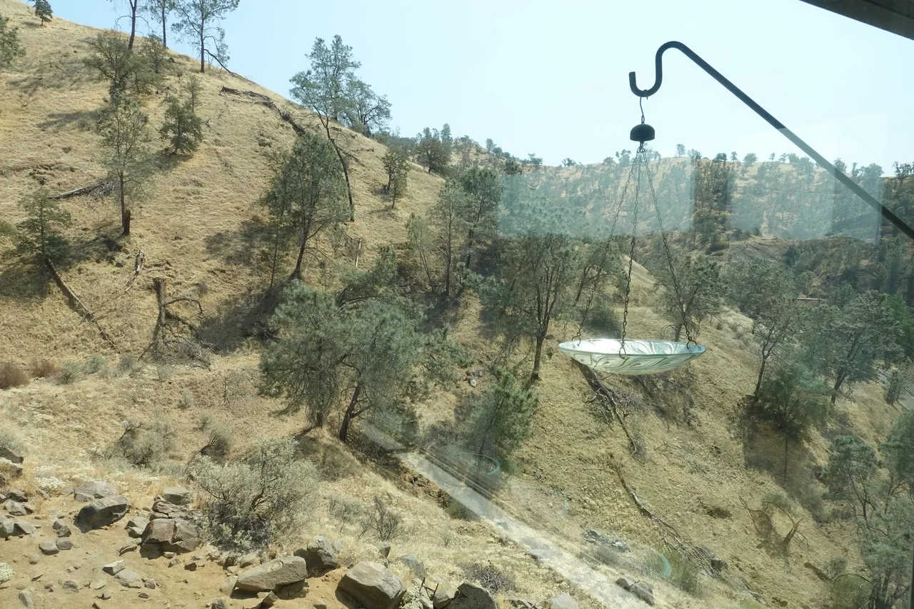 The hillside around the property